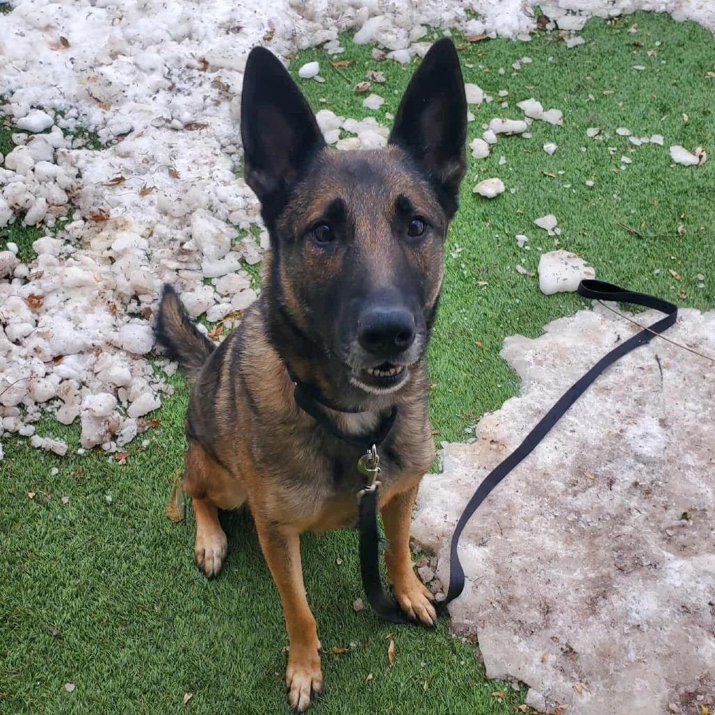 Oak, Adoptable, Adult Male Belgian Shepherd / Malinois & Mixed Breed.