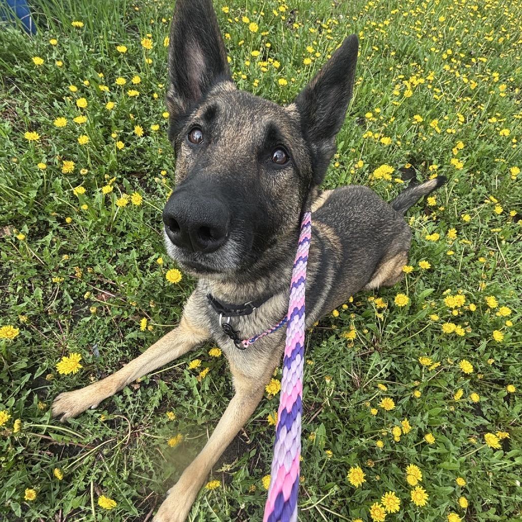 Enlarge Oak, a Adoptable mixed breed in Oak Park, IL image 2/6