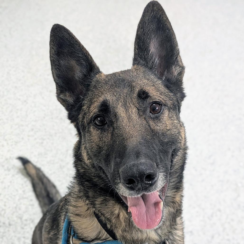 Enlarge Oak, a Adoptable mixed breed in Oak Park, IL image 5/6