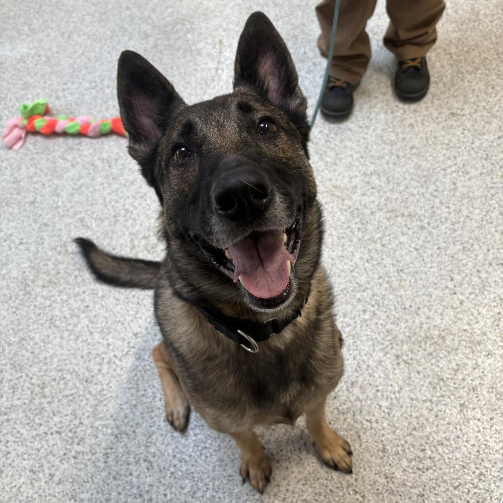 Enlarge Oak, a Adoptable mixed breed in Oak Park, IL image 6/6