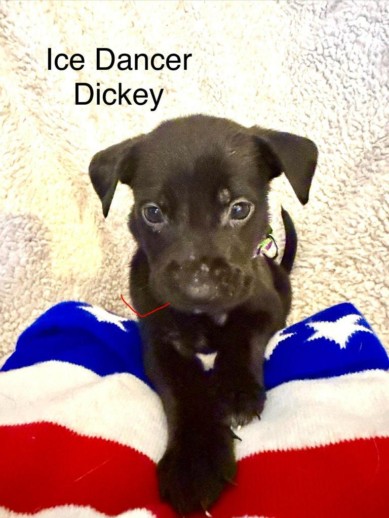 Enlarge Ice Dancer Dickey, a Adoptable mixed breed in Cloquet, MN image 1/1