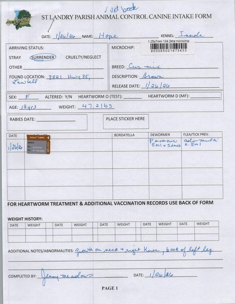 Hope, Adoptable, Senior Female Black Mouth Cur.