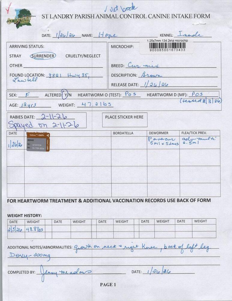 Enlarge Hope, a Adoptable mixed breed in Opelousas, LA image 1/3