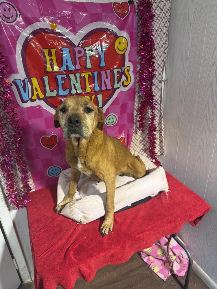 Enlarge Hope, a Adoptable mixed breed in Opelousas, LA image 2/3