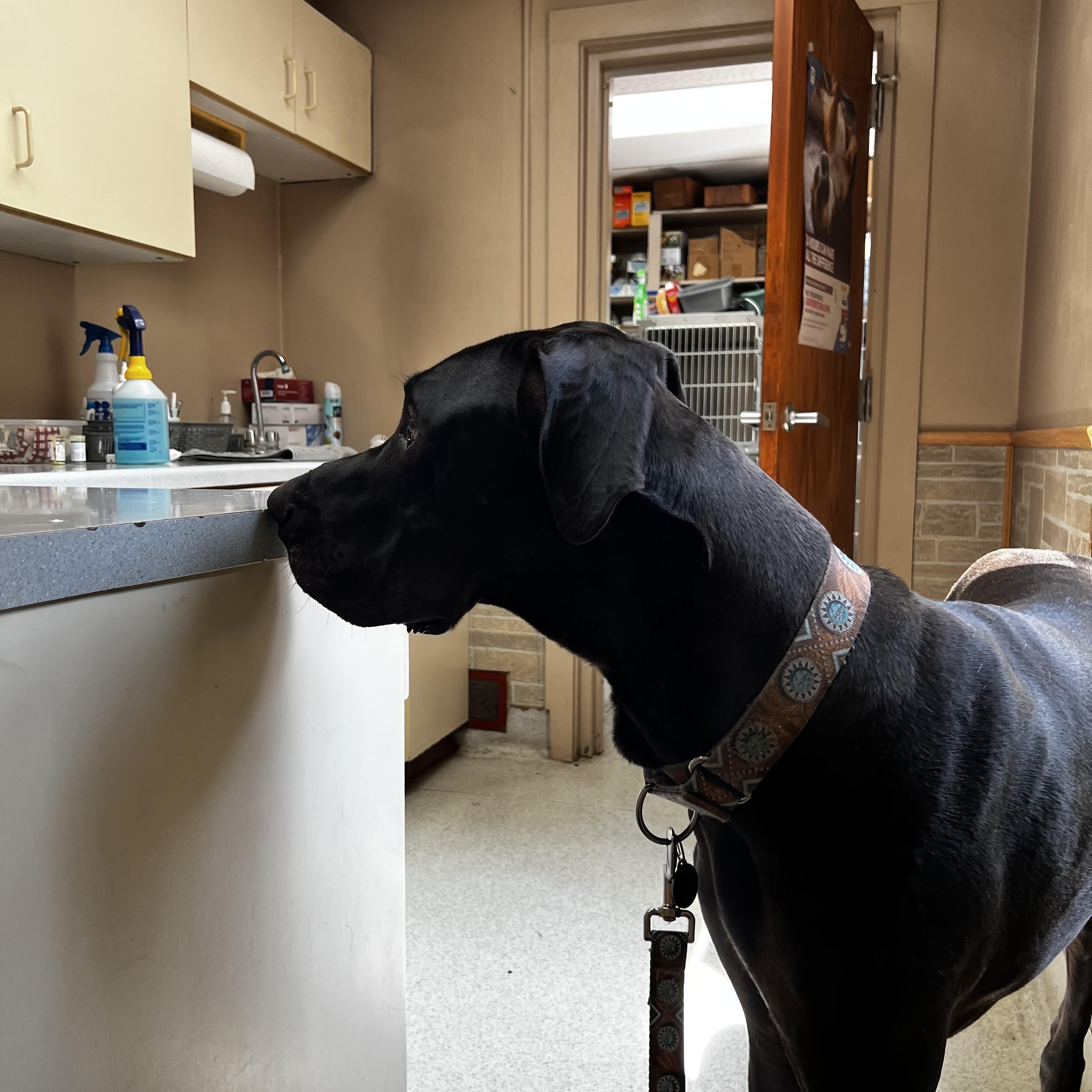 Enlarge Finn, a Adopted Great Dane in Oregon, IL image 2/6