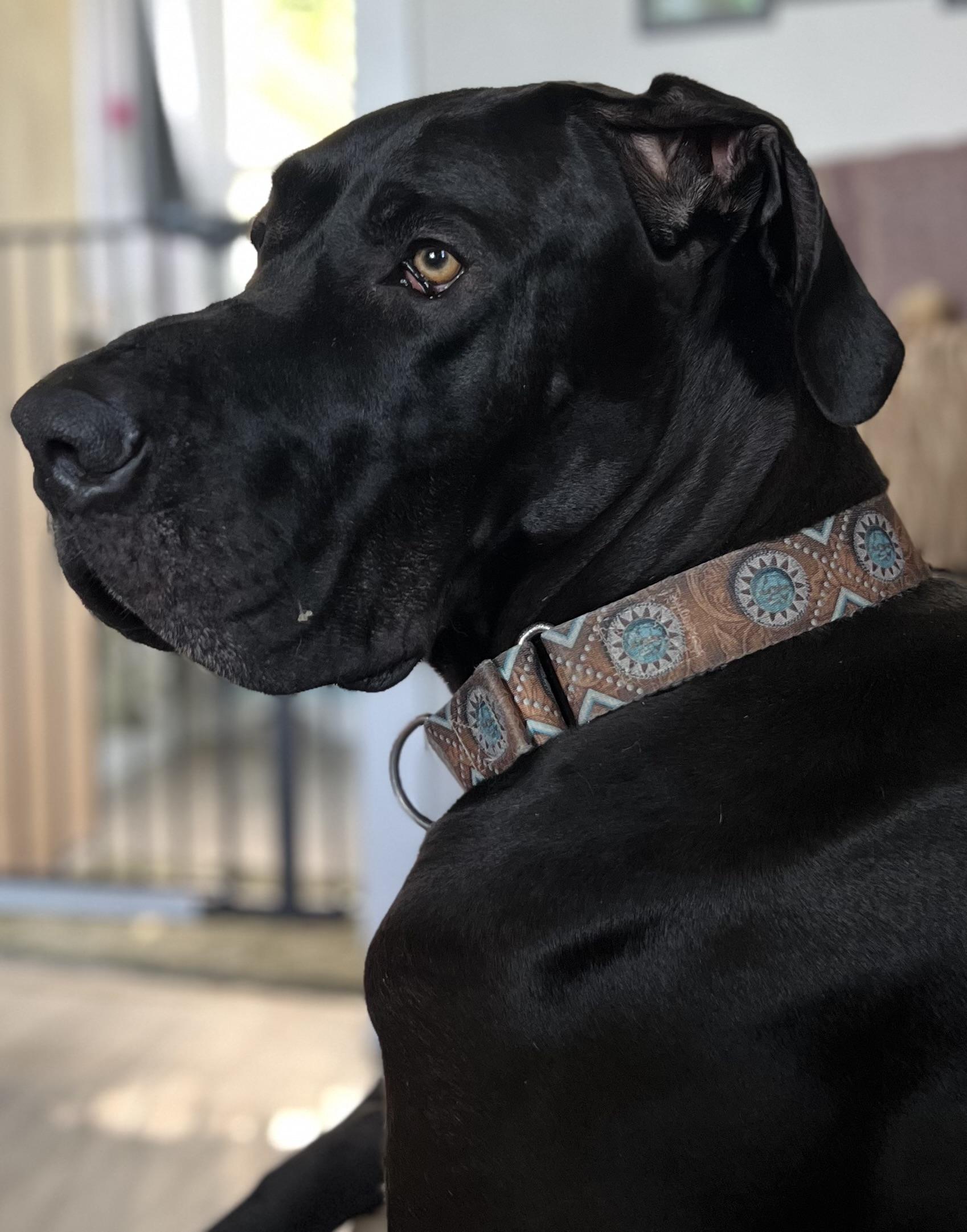 Enlarge Finn, a Adopted Great Dane in Oregon, IL image 6/6