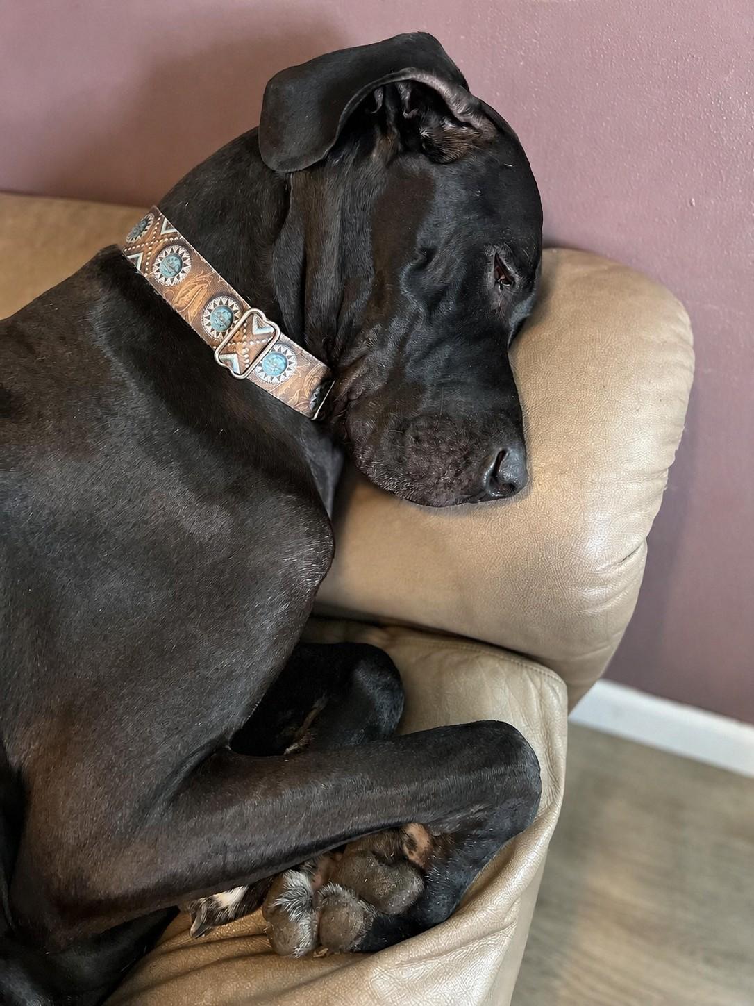 Enlarge Finn, a Adopted Great Dane in Oregon, IL image 4/6