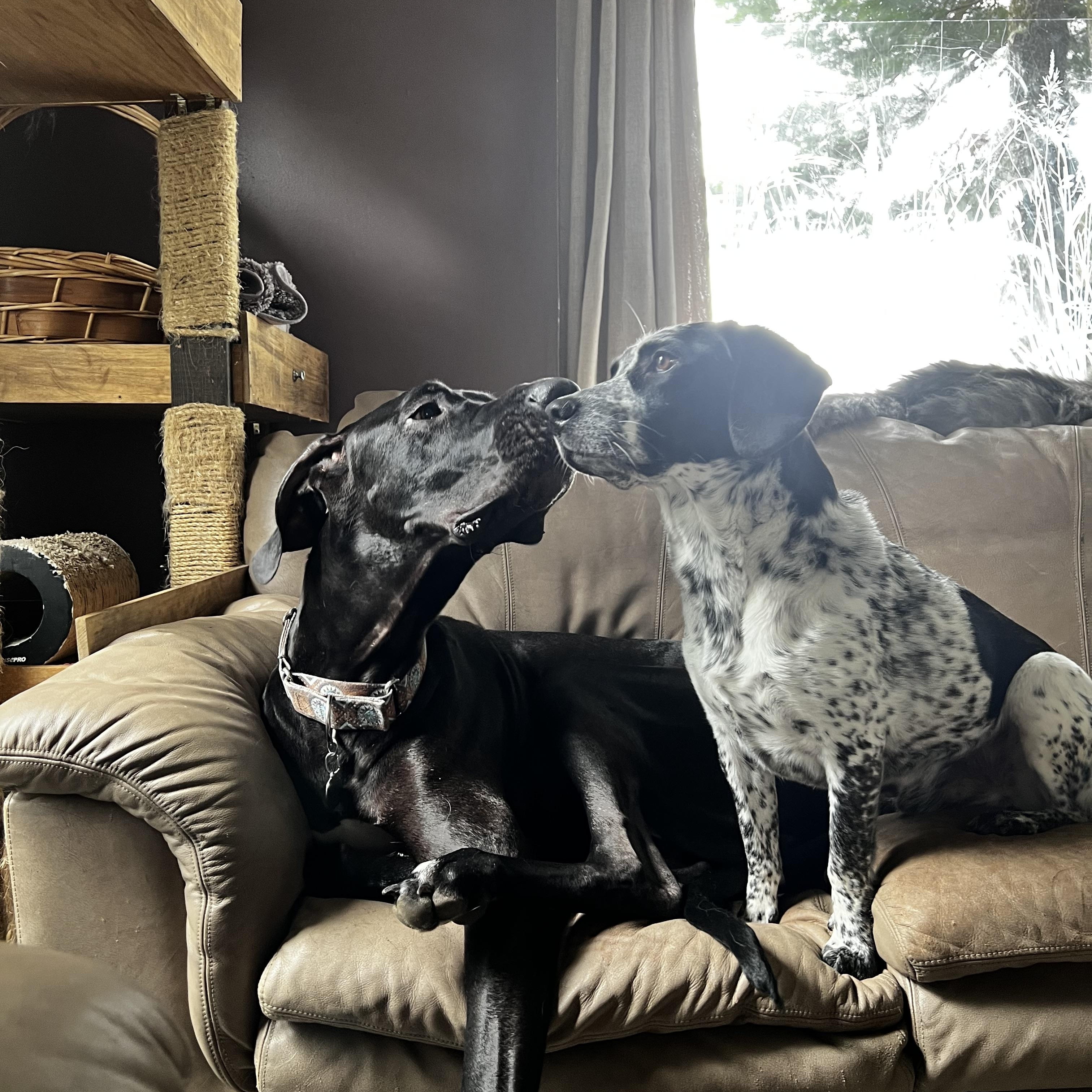 Enlarge Finn, a Adopted Great Dane in Oregon, IL image 3/6