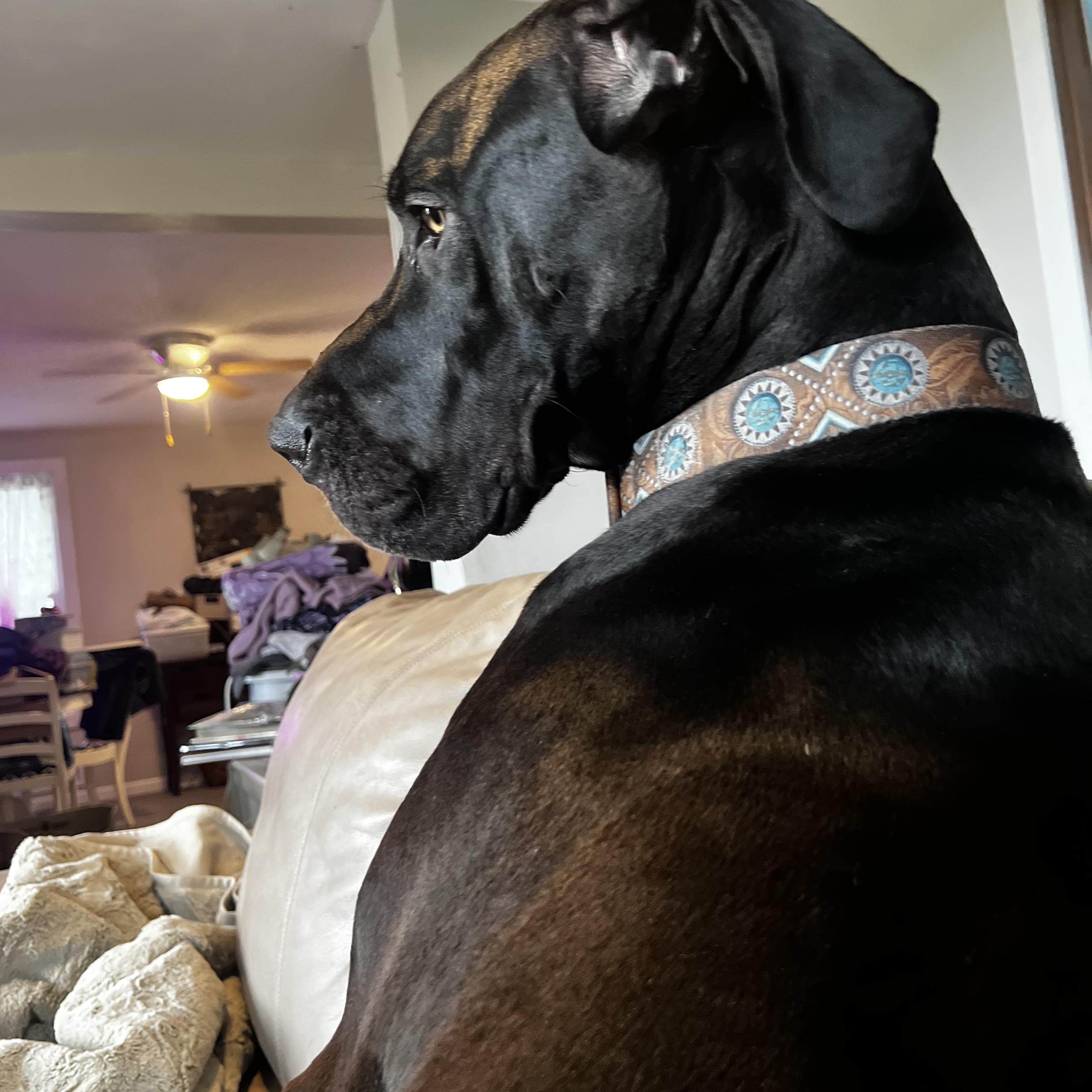 Enlarge Finn, a Adopted Great Dane in Oregon, IL image 5/6