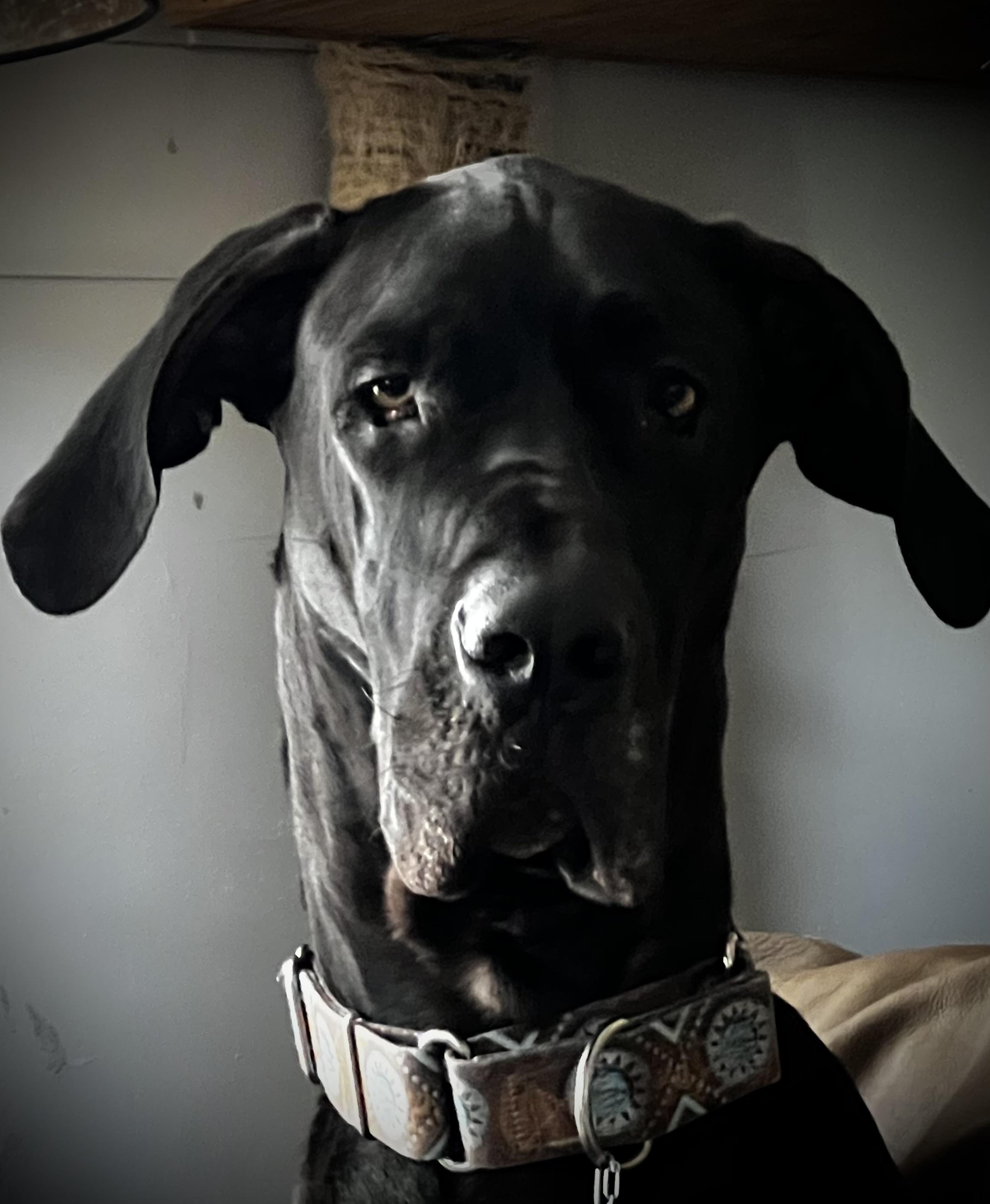 Finn, Adopted, Young Male Great Dane.