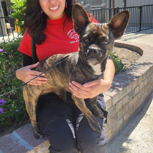 Cookie, Adoptable, Young Female Pug & Chihuahua.