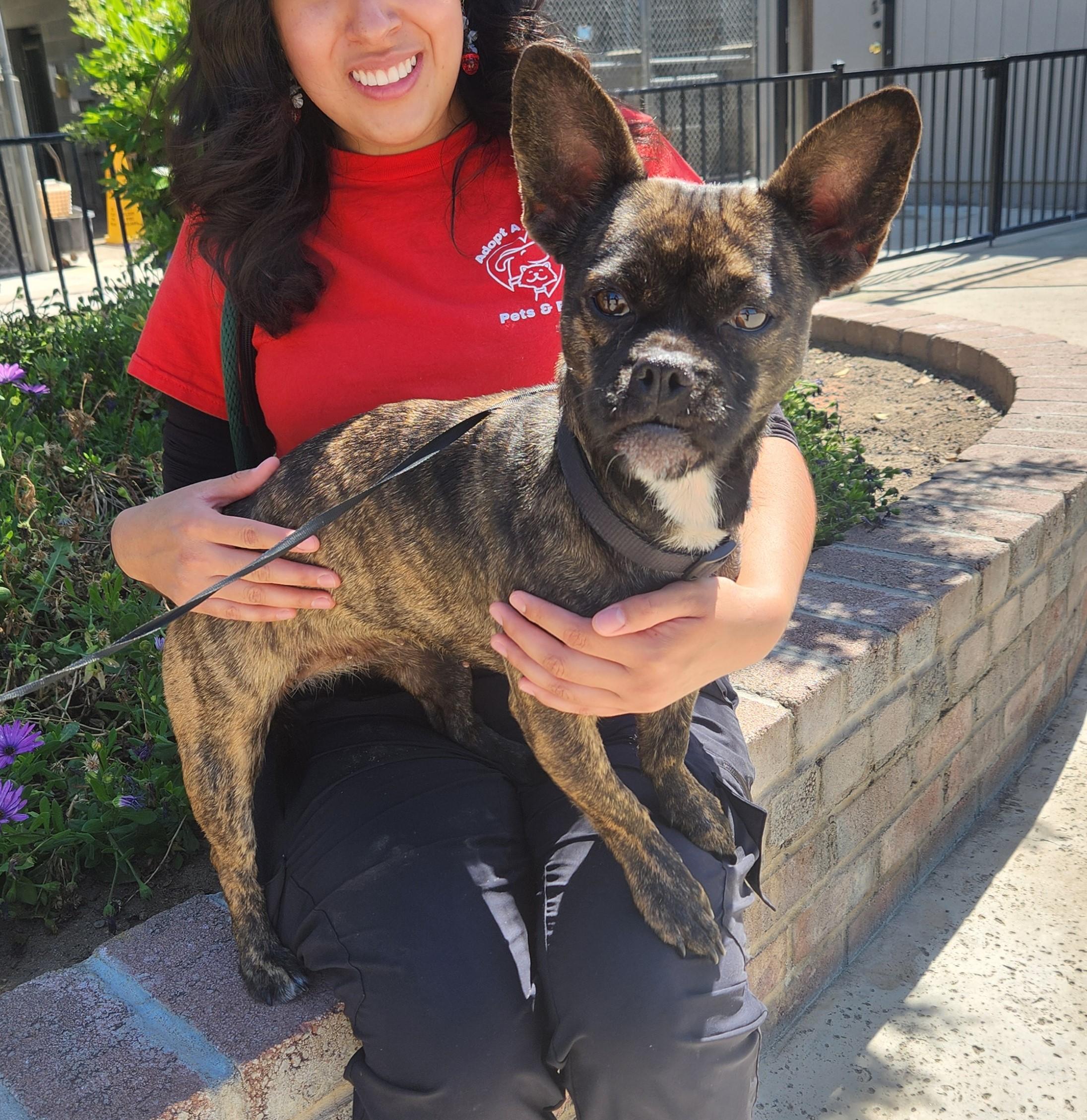 Cookie, Adoptable, Young Female Pug & Chihuahua.