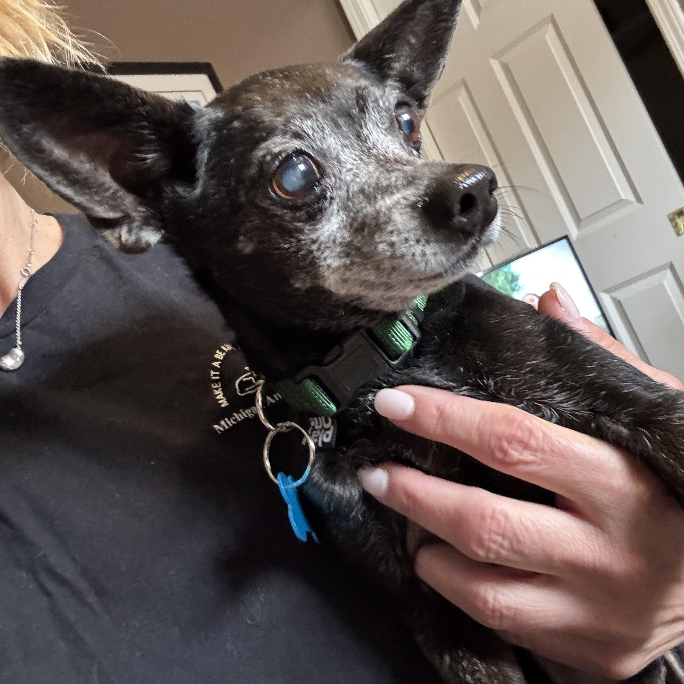 Enlarge Jack, an adoptable mixed breed in Grosse Pointe Park, MI image 3/3