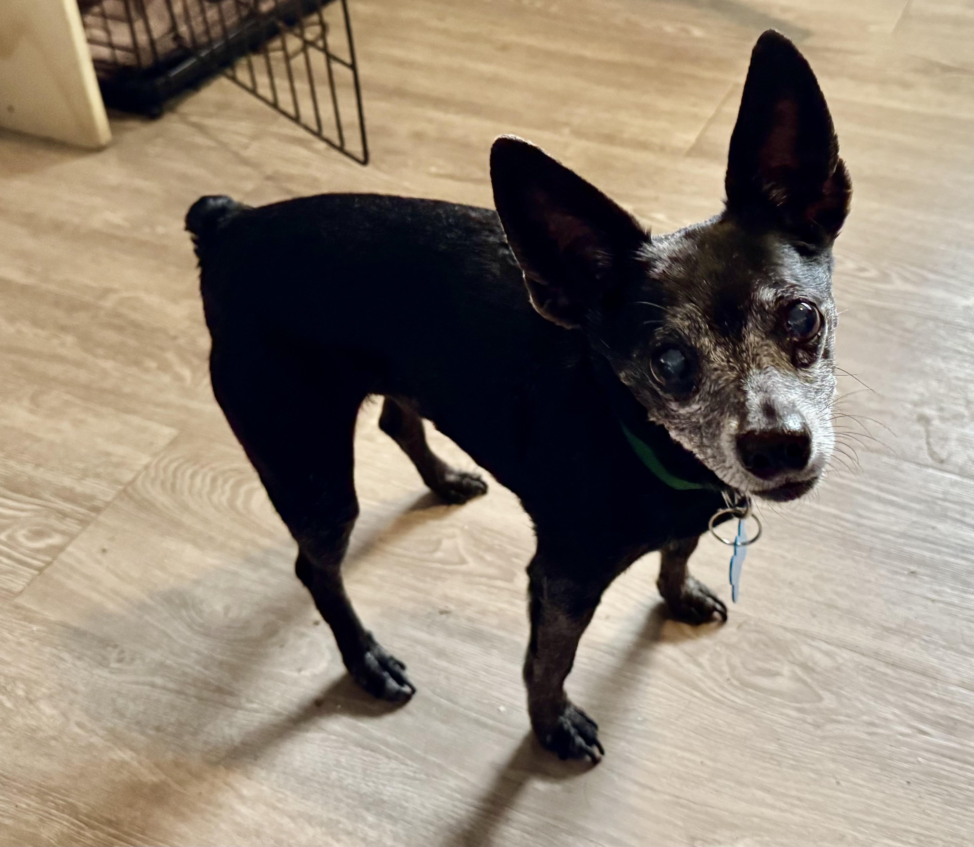 Enlarge Jack, an adoptable mixed breed in Grosse Pointe Park, MI image 2/3