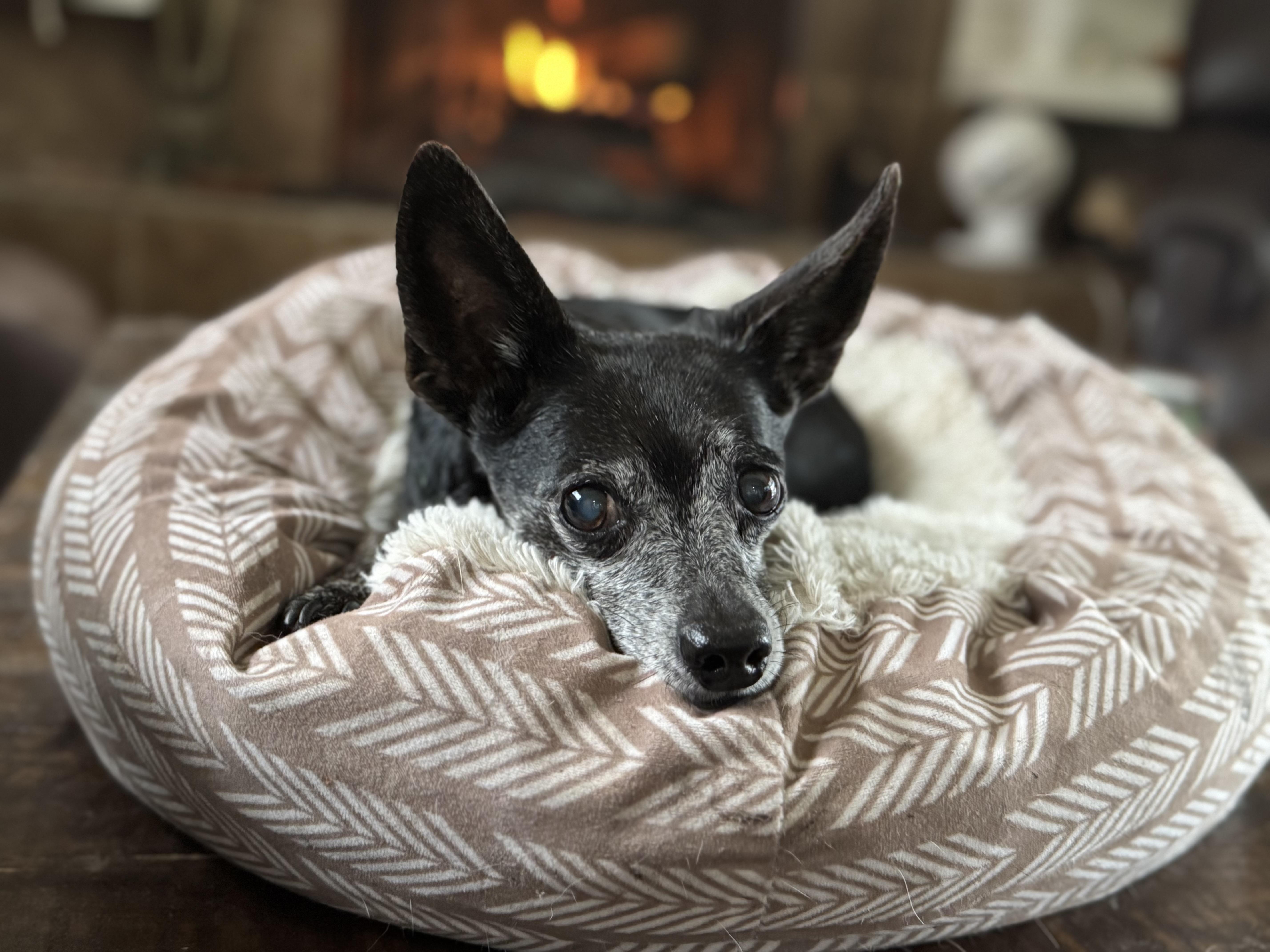 Enlarge Jack, an adoptable mixed breed in Grosse Pointe Park, MI image 1/3