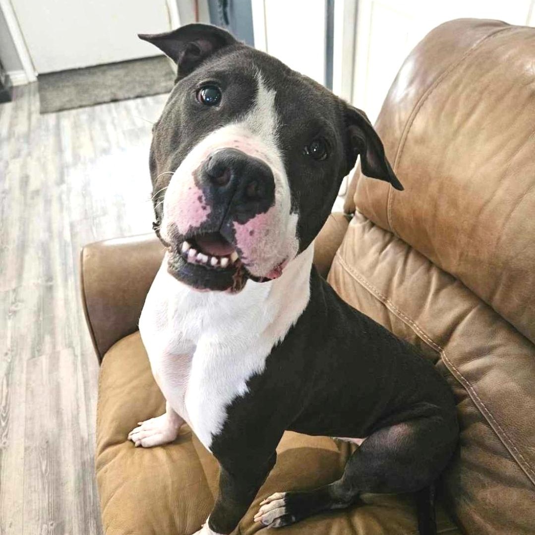 Aster, a Adoptable Pit Bull Terrier in Houston, TX image 2/5