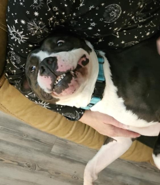 Aster, a Adoptable Pit Bull Terrier in Houston, TX image 4/5