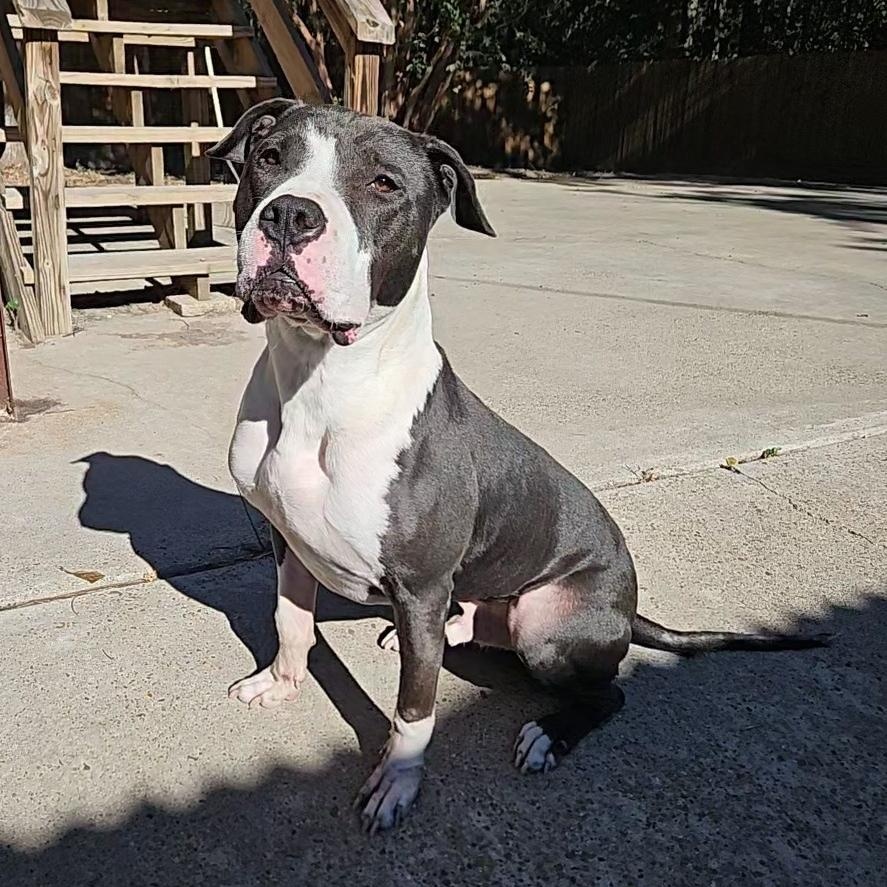 Aster, a Adoptable Pit Bull Terrier in Houston, TX image 3/5