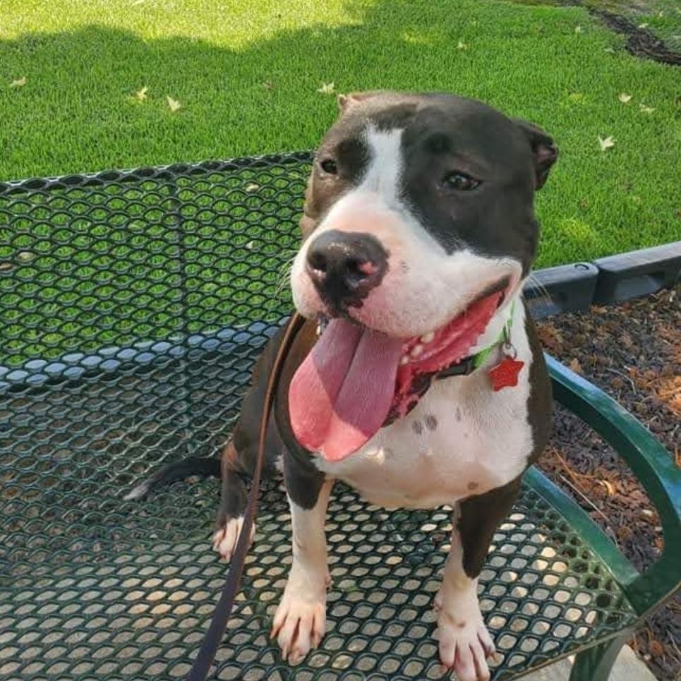 Aster, a Adoptable Pit Bull Terrier in Houston, TX image 1/5