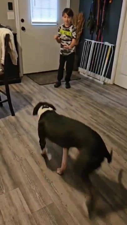 Enlarge Aster, a Adoptable Pit Bull Terrier in Houston, TX video 5/5