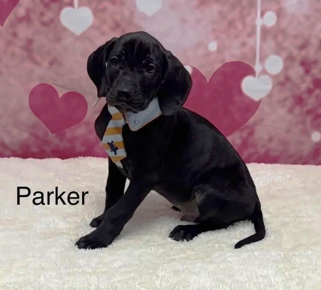 Parker, an adopted mixed breed in Boiling Springs, PA image 1/3