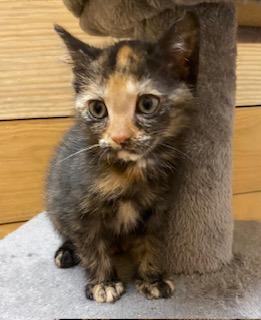 Rose, an adopted Tortoiseshell in Southern Pines, NC image 3/3