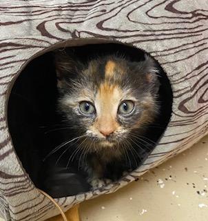 Rose, an adopted Tortoiseshell in Southern Pines, NC image 2/3