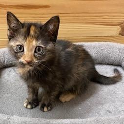 Rose, adopted, Kitten Female Tortoiseshell.