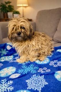 Ava, ADOPTABLE, Young Female Shih Tzu & Yorkshire Terrier.