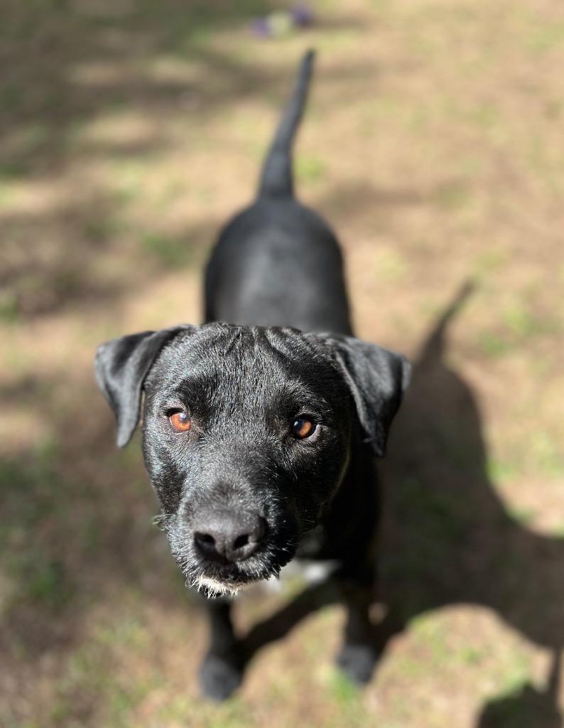 Enlarge Rowdy, a Adoptable Patterdale Terrier / Fell Terrier in Thompson Falls, MT image 2/2