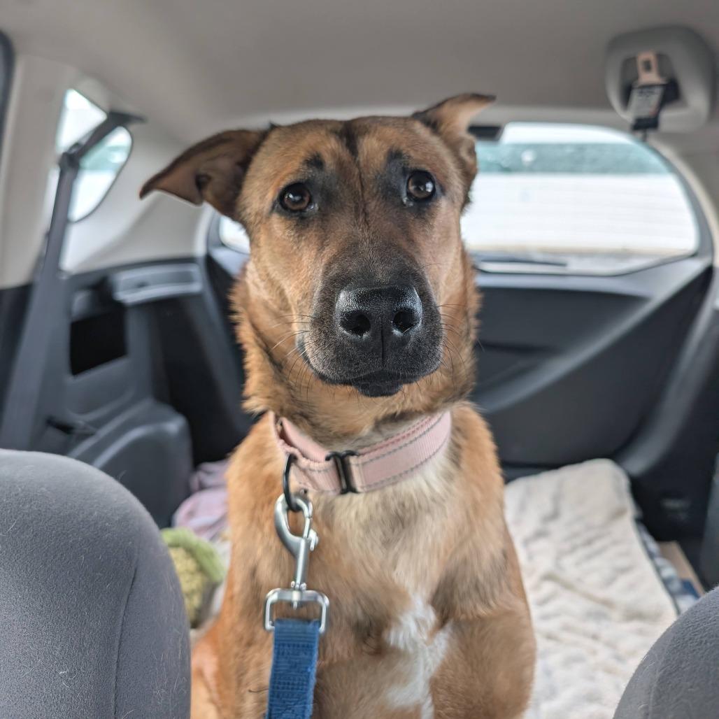 Bridgette, Adoptable, Young Female German Shepherd Dog.