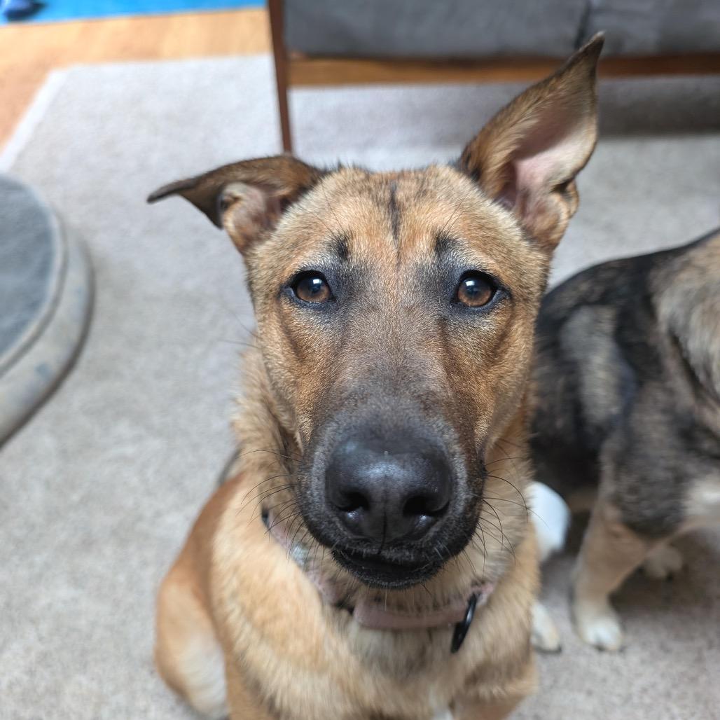 Enlarge Bridgette, a Adoptable mixed breed in Wheeling, IL image 2/6