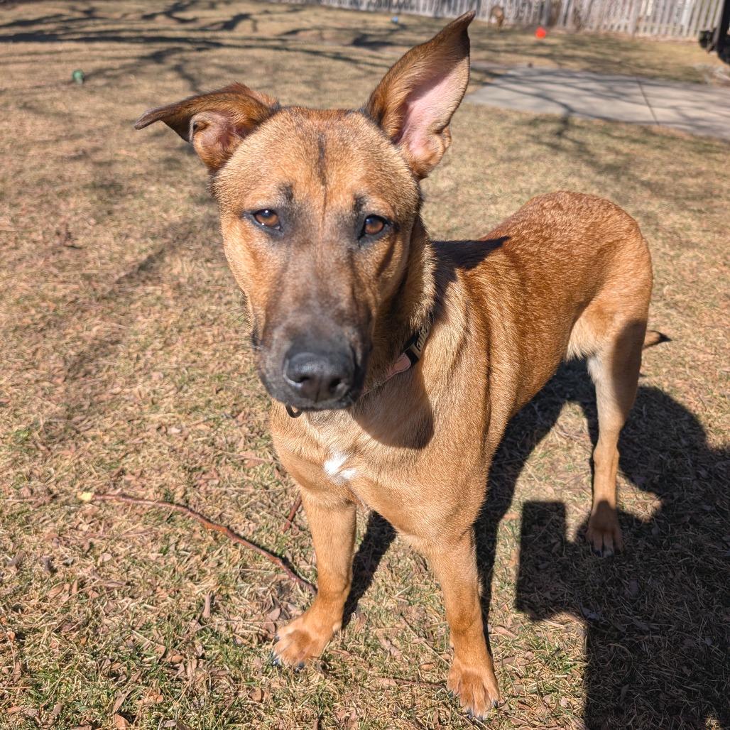 Enlarge Bridgette, a Adoptable mixed breed in Wheeling, IL image 4/6