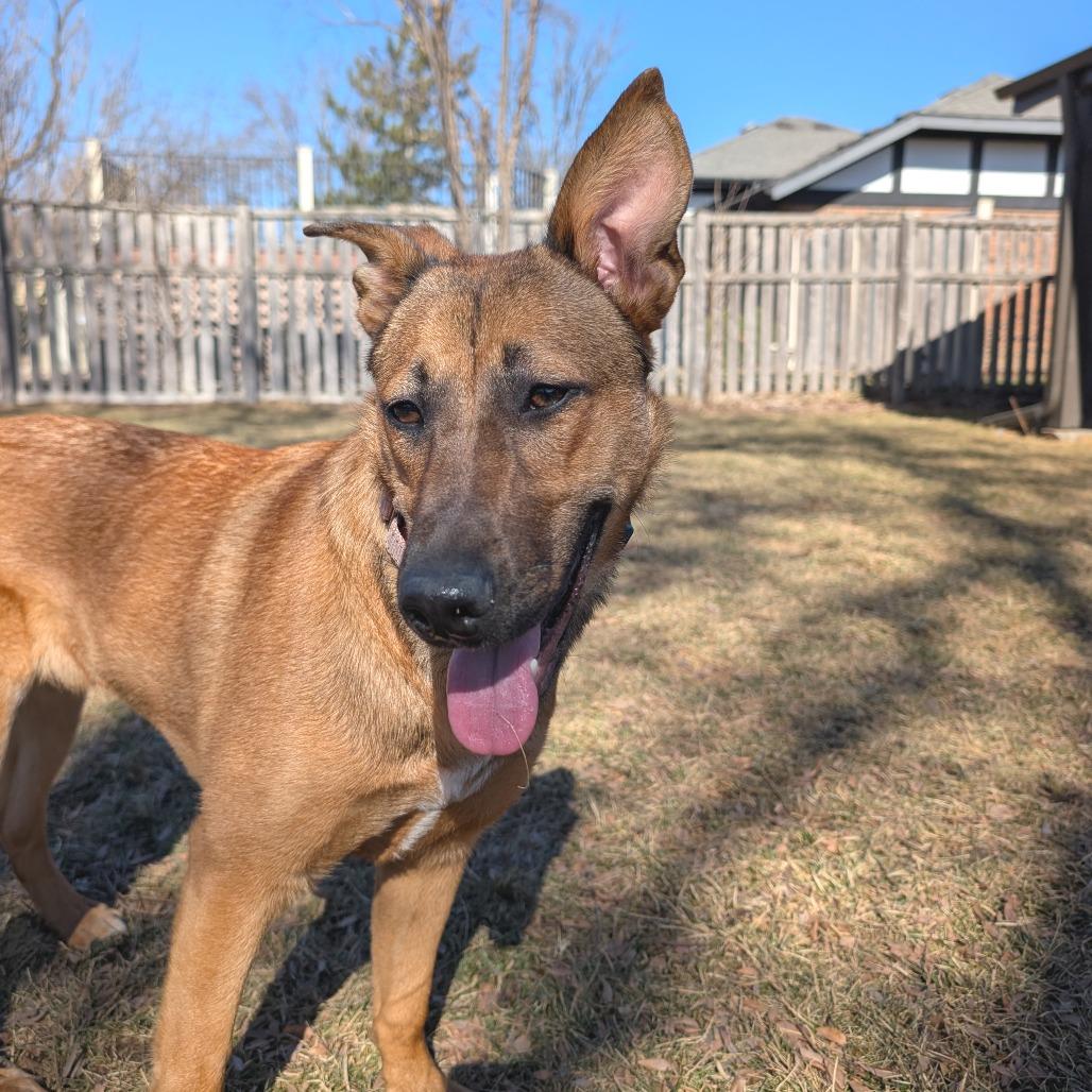 Enlarge Bridgette, a Adoptable mixed breed in Wheeling, IL image 5/6