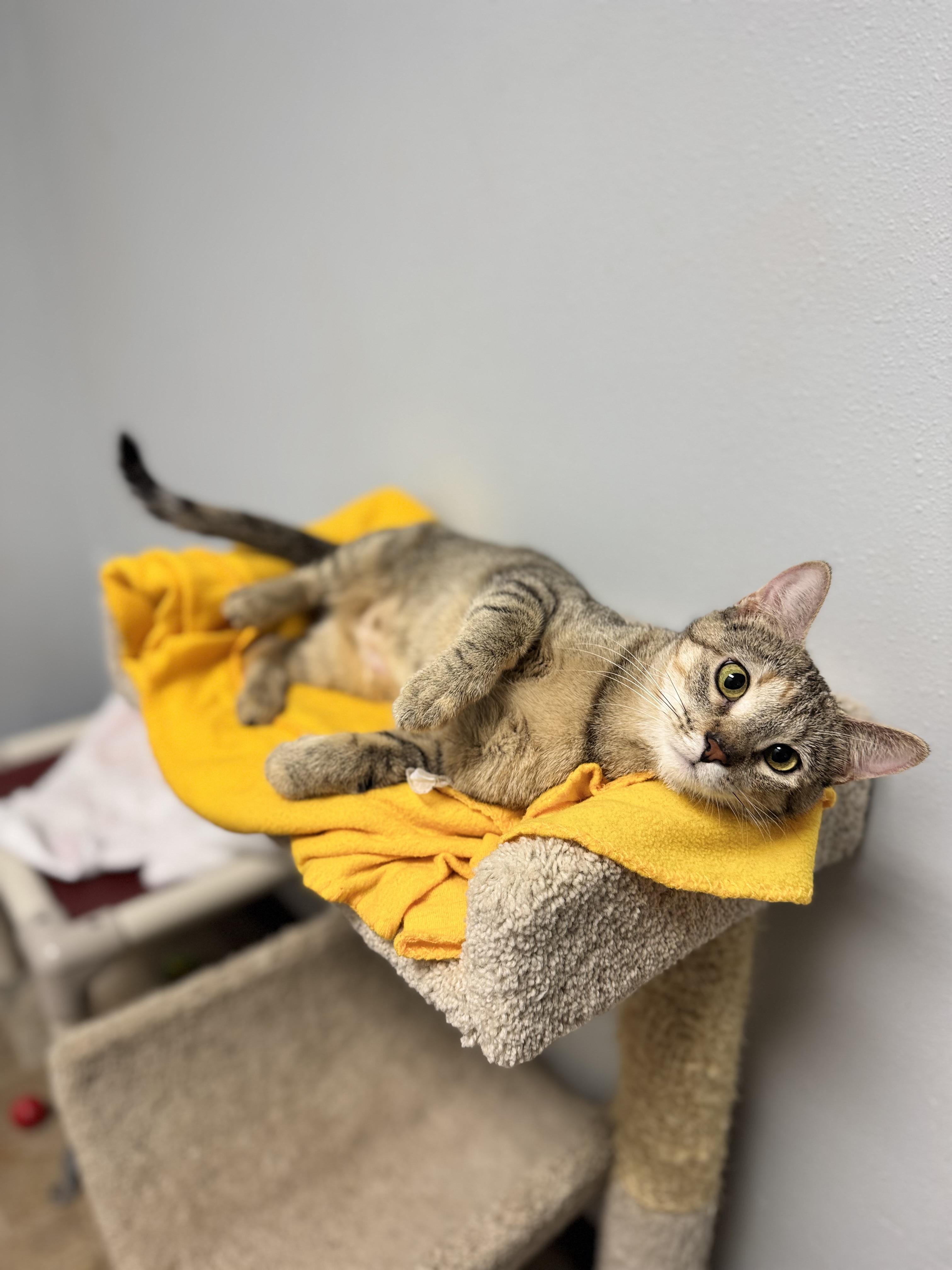 Enlarge Alani, a Adoptable Domestic Short Hair in Dodgeville, WI image 4/4
