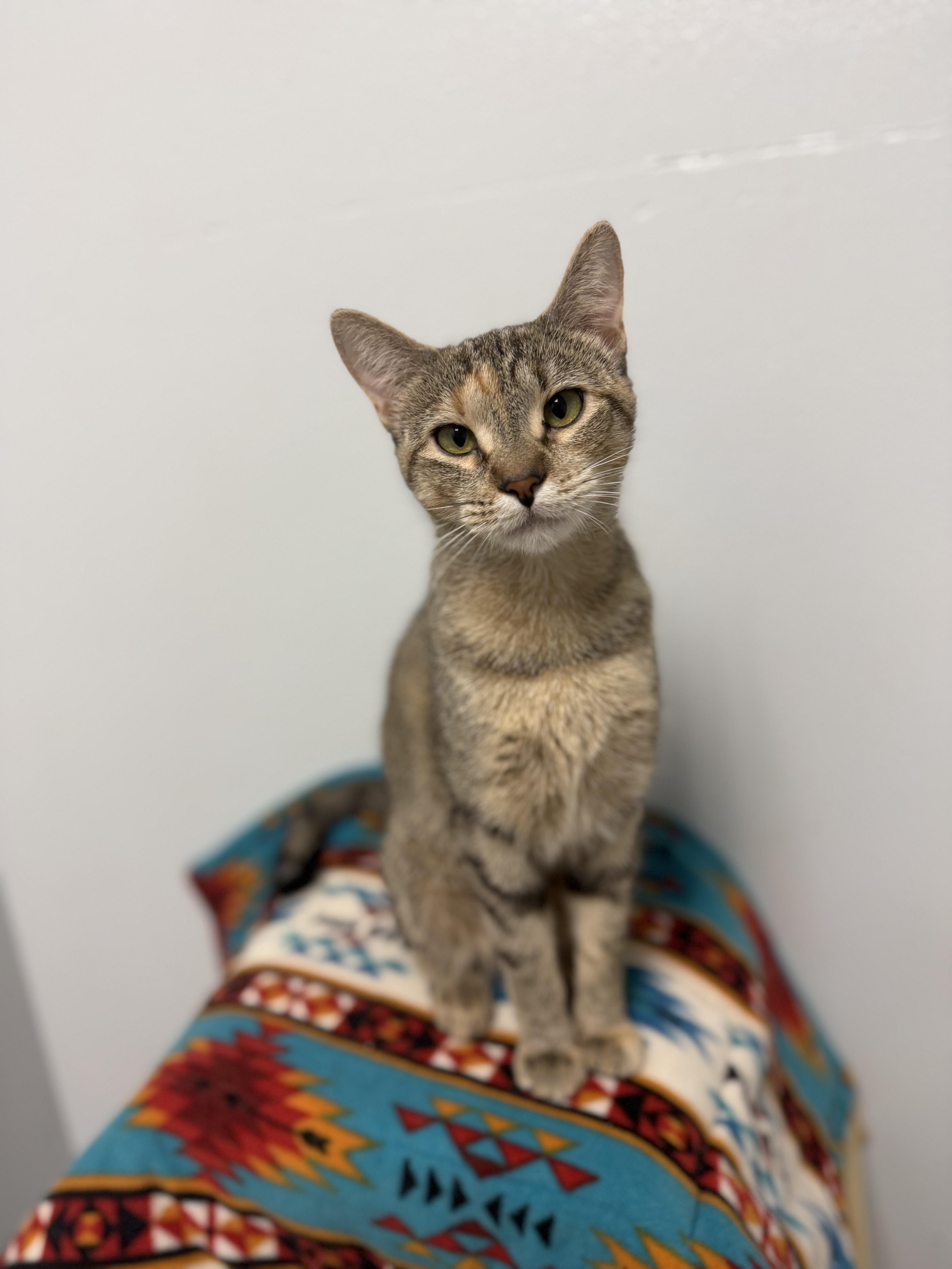 Enlarge Alani, a Adoptable Domestic Short Hair in Dodgeville, WI image 1/4