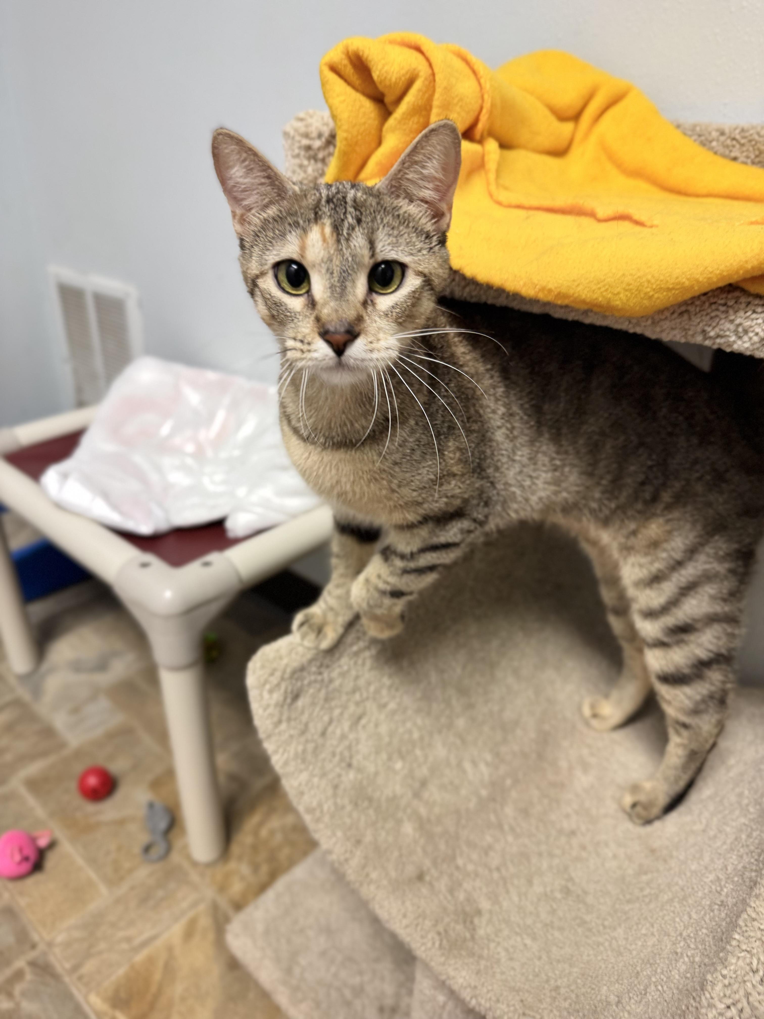 Enlarge Alani, a Adoptable Domestic Short Hair in Dodgeville, WI image 2/4