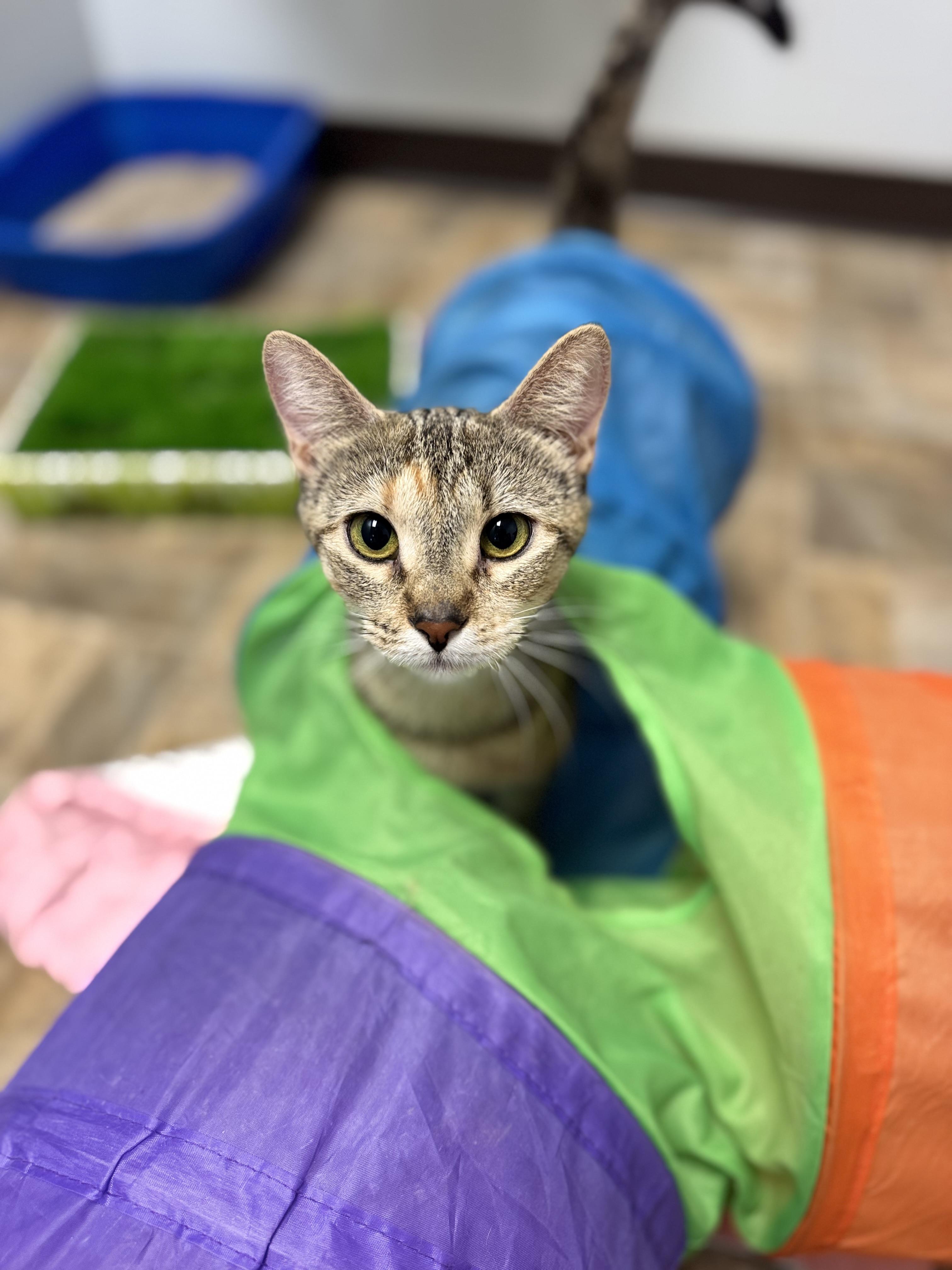 Enlarge Alani, a Adoptable Domestic Short Hair in Dodgeville, WI image 3/4