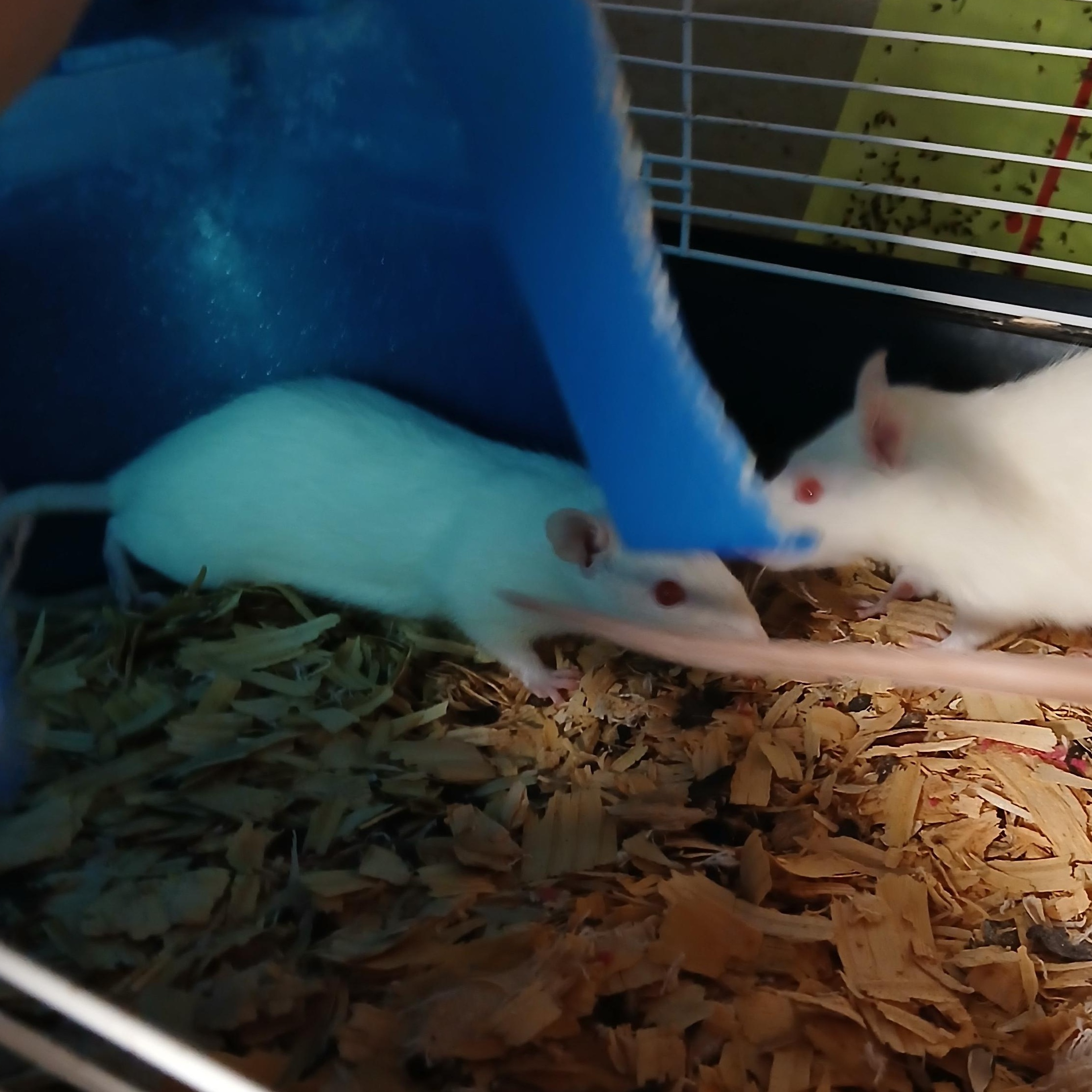 Enlarge Snap, Crackle and Pop, an adopted Rat in Dearborn, MO image 3/5