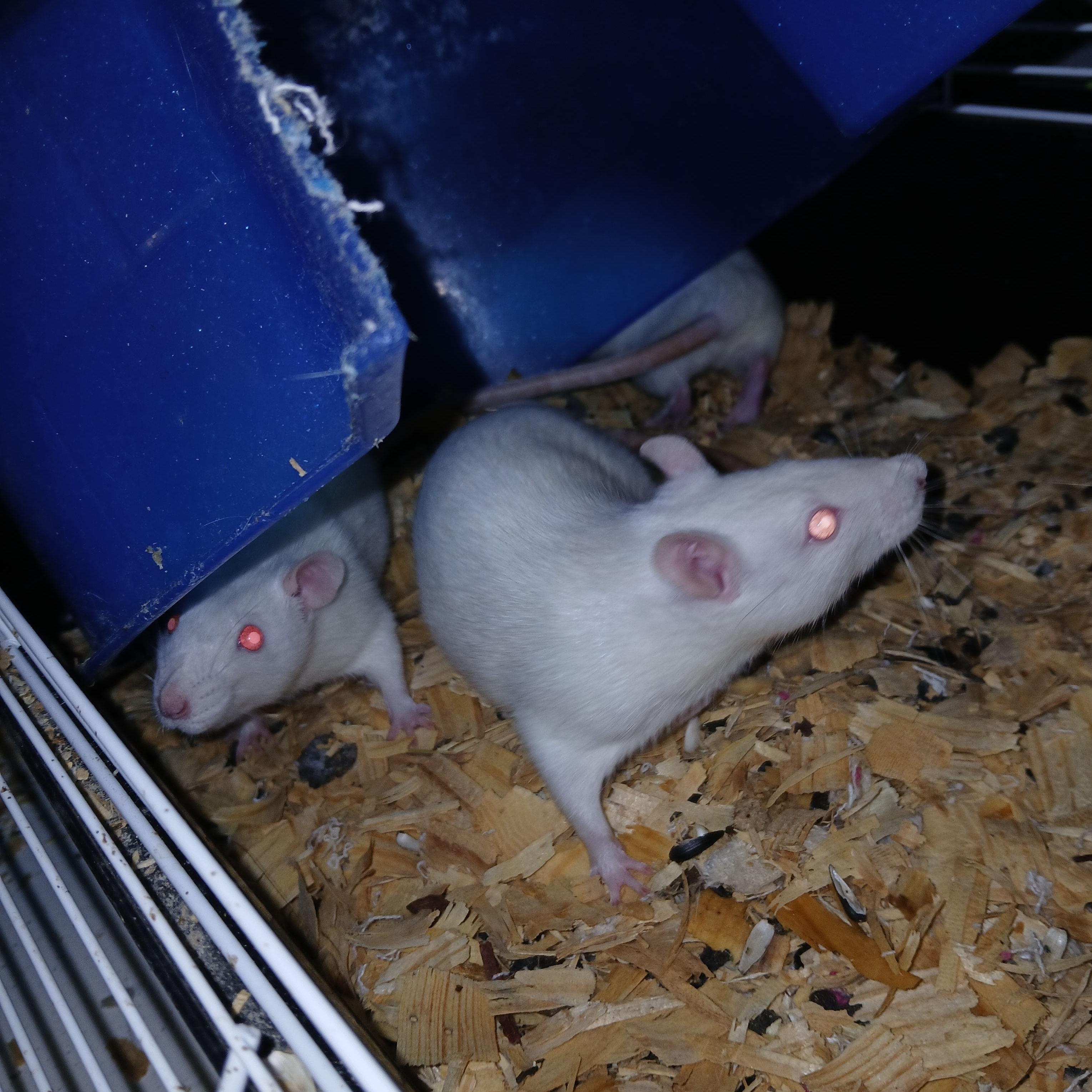 Enlarge Snap, Crackle and Pop, an adopted Rat in Dearborn, MO image 1/5