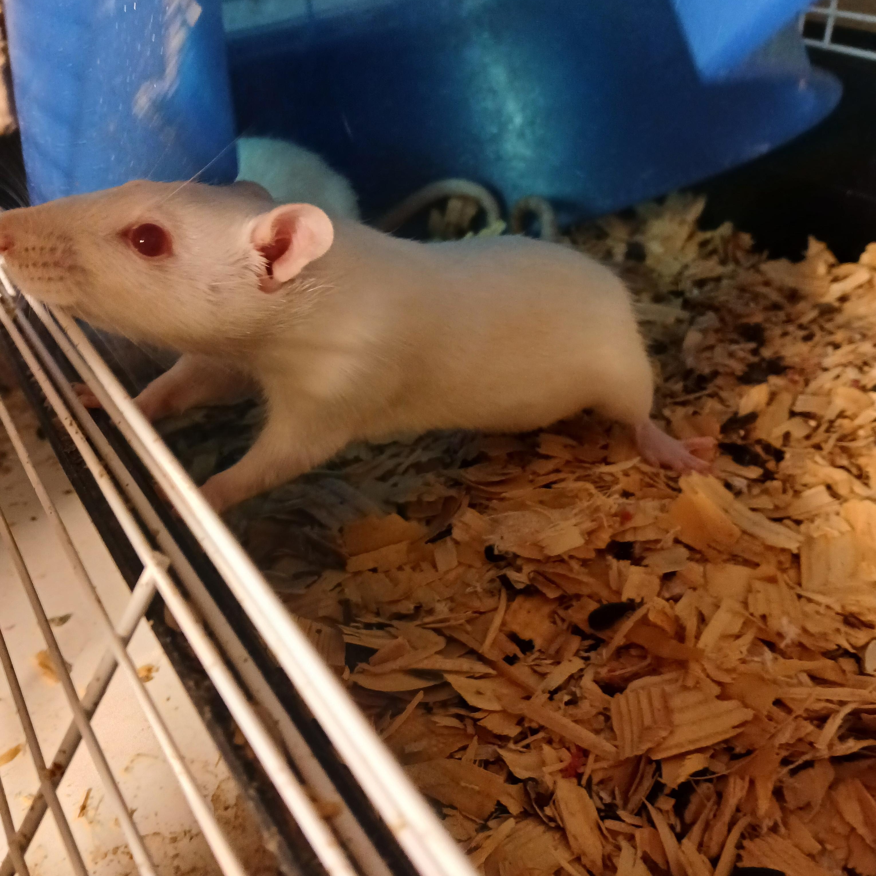 Enlarge Snap, Crackle and Pop, an adopted Rat in Dearborn, MO image 4/5