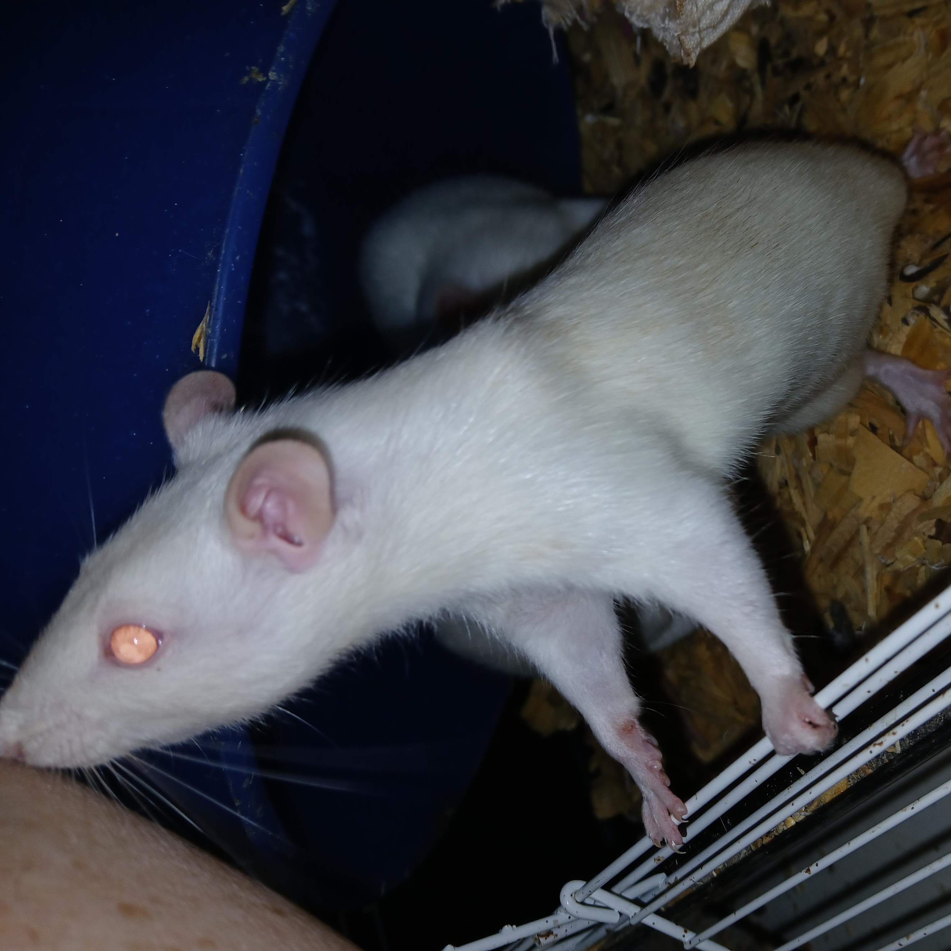 Enlarge Snap, Crackle and Pop, an adopted Rat in Dearborn, MO image 5/5