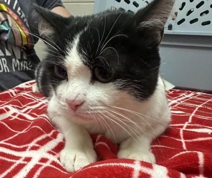 Bucky, Adoptable, Adult Male Domestic Short Hair & Domestic Short Hair.