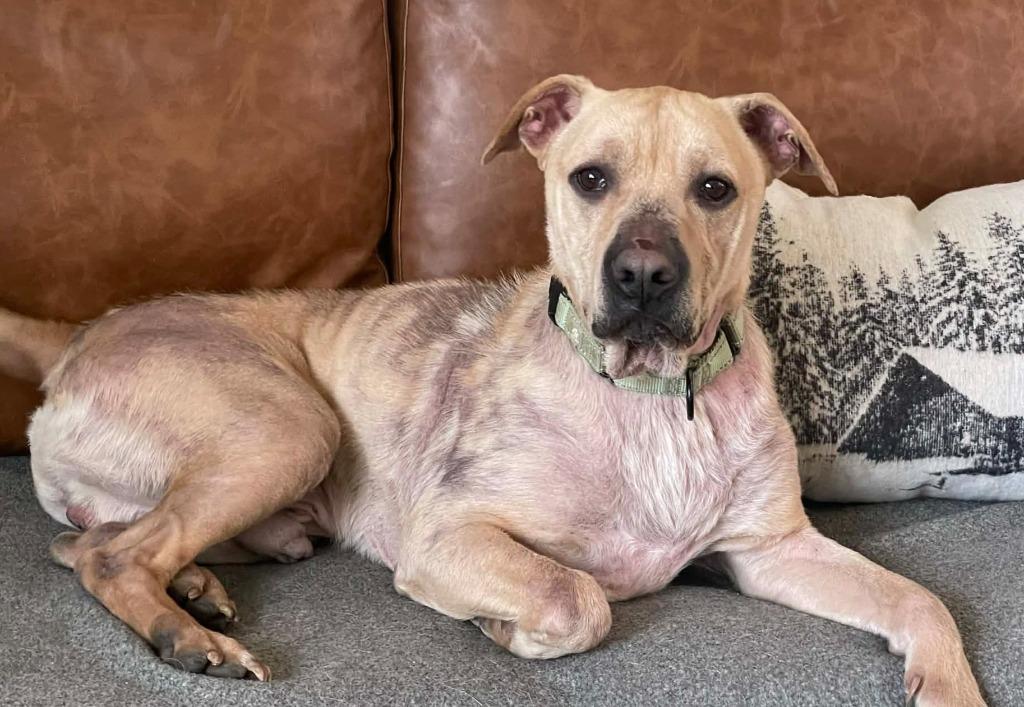 Chief, Adoptable, Adult Male Labrador Retriever & Terrier.