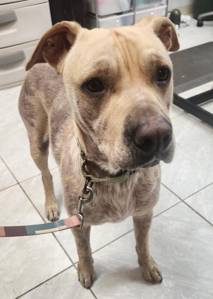 Chief, Adoptable, Adult Male Labrador Retriever & Terrier.