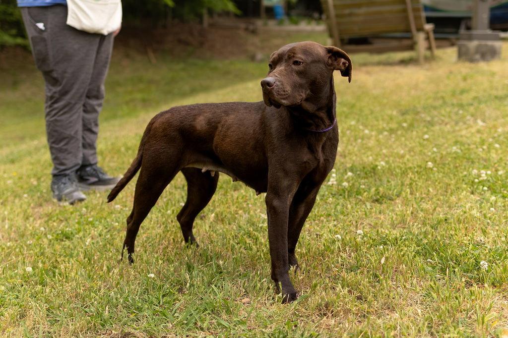 Enlarge Safe Harbor, a Adoptable Mixed Breed in Durham, NC image 1/3