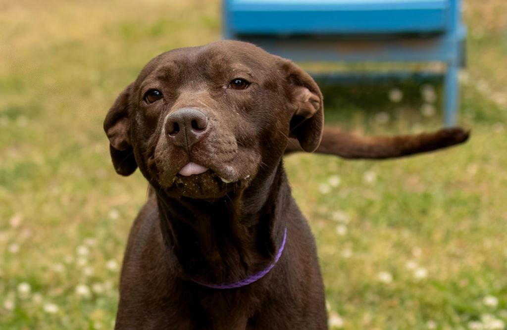 Enlarge Safe Harbor, a Adoptable Mixed Breed in Durham, NC image 2/3