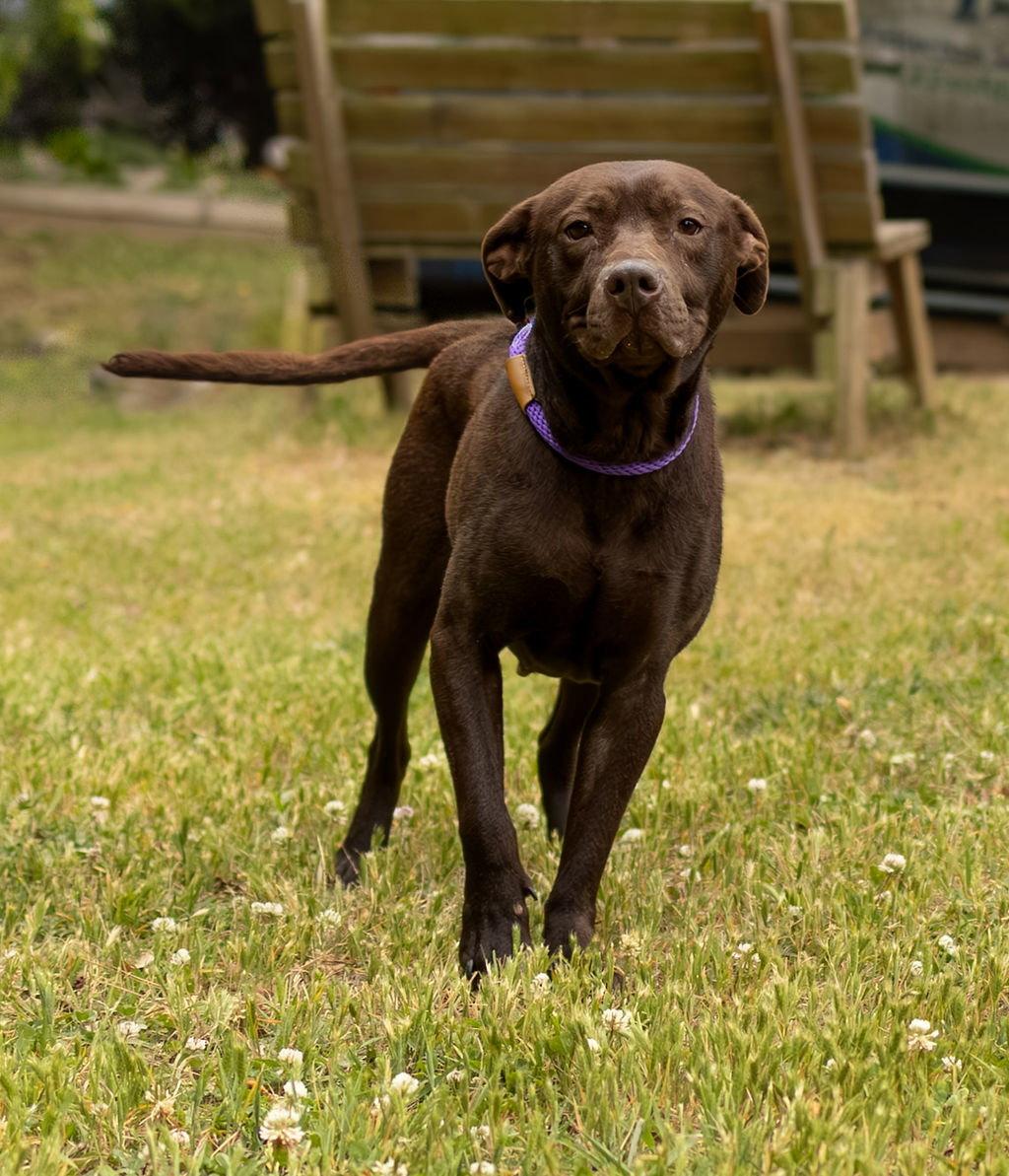 Enlarge Safe Harbor, a Adoptable Mixed Breed in Durham, NC image 3/3