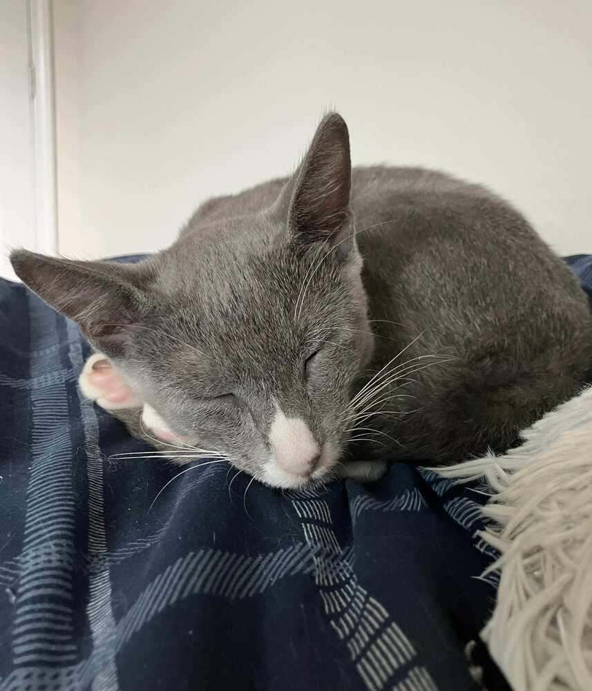 Pipsqueak, a Adoptable Domestic Short Hair in Statesboro, GA image 1/5