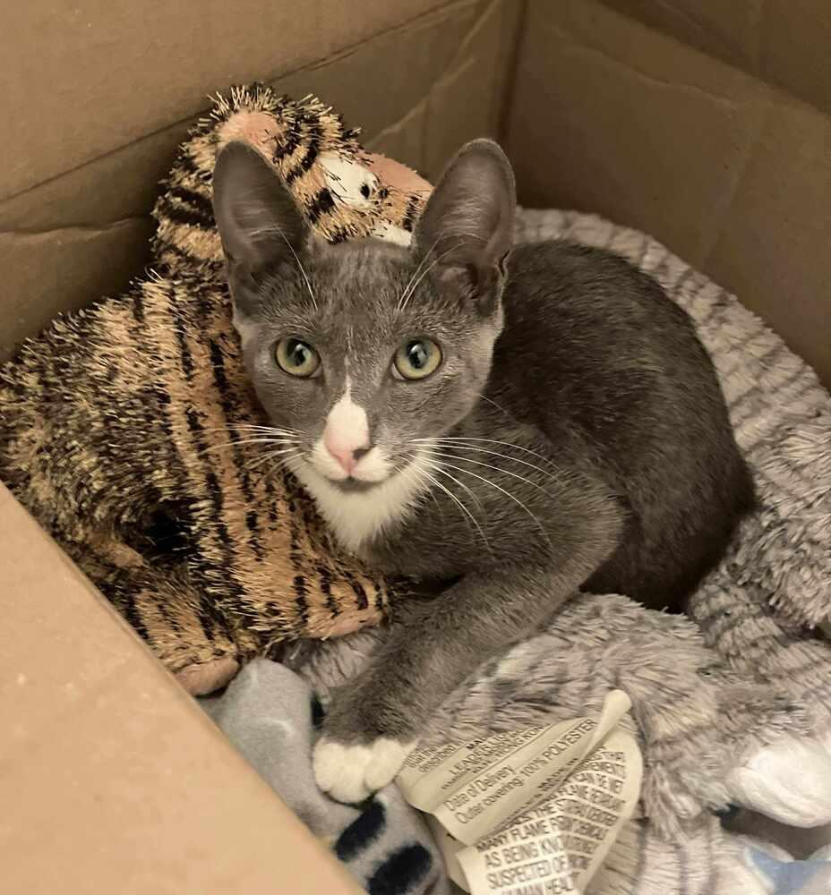 Pipsqueak, a Adoptable Domestic Short Hair in Statesboro, GA image 3/5